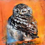 Boule de plumes